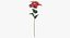 Euphorbia Pulcherrima - Red