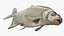 Poisson Daurade Argenté Gréement