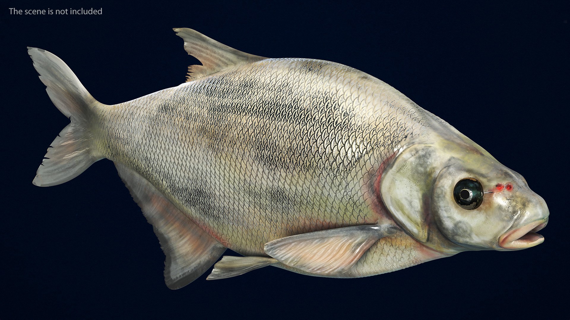 Silver Bream Fish Rigged 3D Model - TurboSquid 2155412