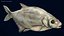 Poisson Daurade Argenté Gréement