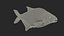 Poisson Daurade Argenté Gréement