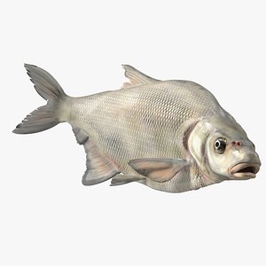 Silver Bream Fish Rigged