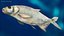 Poisson Daurade Argenté Gréement