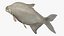 Poisson Daurade Argenté Gréement