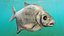 Poisson Daurade Argenté Gréement