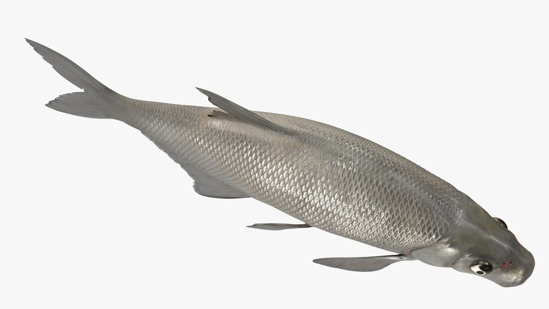 Silver Bream Fish Rigged 3D model https://p.turbosquid.com/ts-thumb/np/Y89dRX/RJ/silverbreamfishriggedc4dmodel020/jpg/1700719536/1920x1080/fit_q87/b3e3d79265e84afc3fe31fe427fd5191ccca3af8/silverbreamfishriggedc4dmodel020.jpg