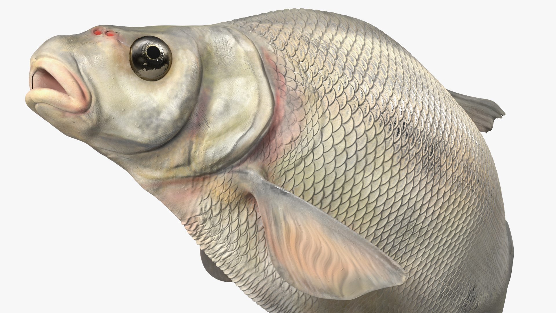 Silver Bream Fish Rigged 3D model https://p.turbosquid.com/ts-thumb/np/Y89dRX/UB/silverbreamfishriggedc4dmodel023/jpg/1700719550/1920x1080/fit_q87/0606bb896302edf75e876b2e6126b2c789aa58af/silverbreamfishriggedc4dmodel023.jpg