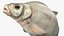 Poisson Daurade Argenté Gréement