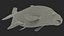 Poisson Daurade Argenté Gréement