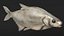 Poisson Daurade Argenté Gréement