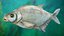 Poisson Daurade Argenté Gréement