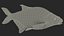 Poisson Daurade Argenté Gréement