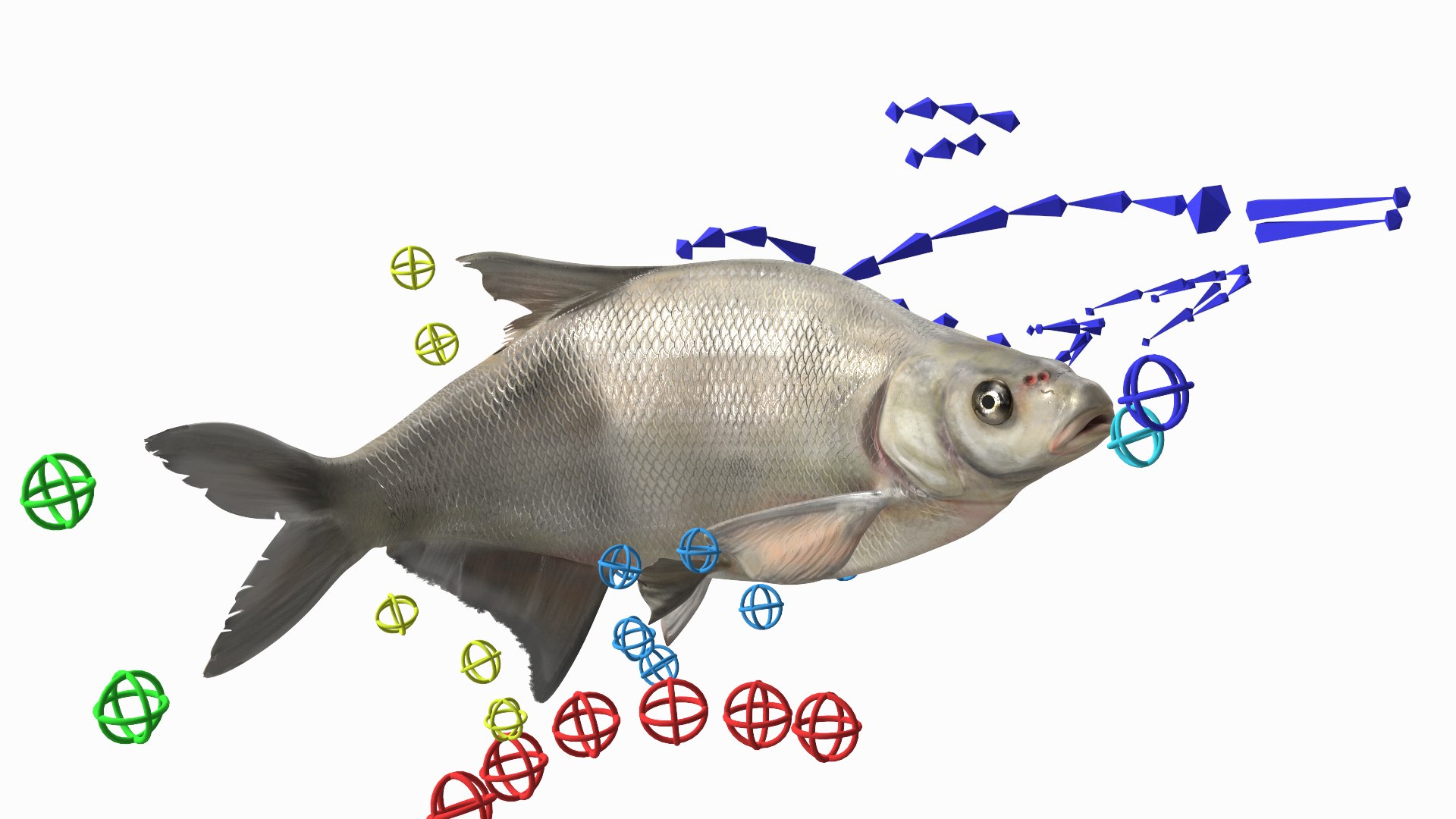 Silver Bream Fish Rigged 3D model https://p.turbosquid.com/ts-thumb/np/Y89dRX/rS/silverbreamfishriggedc4dmodel002/jpg/1700719449/1920x1080/fit_q87/4beb3736705f50908fb2fe2ff81b5a062392d090/silverbreamfishriggedc4dmodel002.jpg