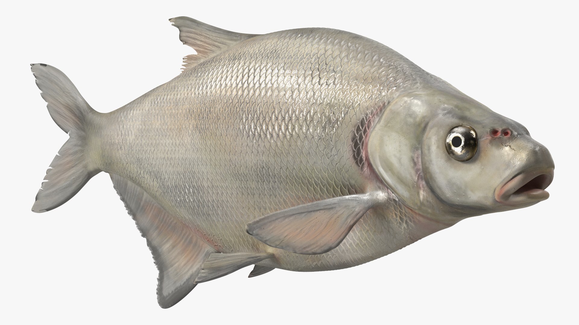 Silver Bream Fish Rigged 3D model https://p.turbosquid.com/ts-thumb/np/Y89dRX/wq/silverbreamfishriggedc4dmodel024/jpg/1700719555/1920x1080/fit_q87/fedf1eec7a5e927cce11a428823fe1a7257cd656/silverbreamfishriggedc4dmodel024.jpg