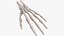 3D model Human Hand Skeleton