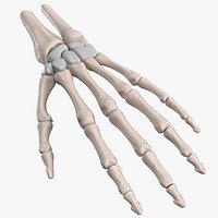 Human Hand Skeleton
