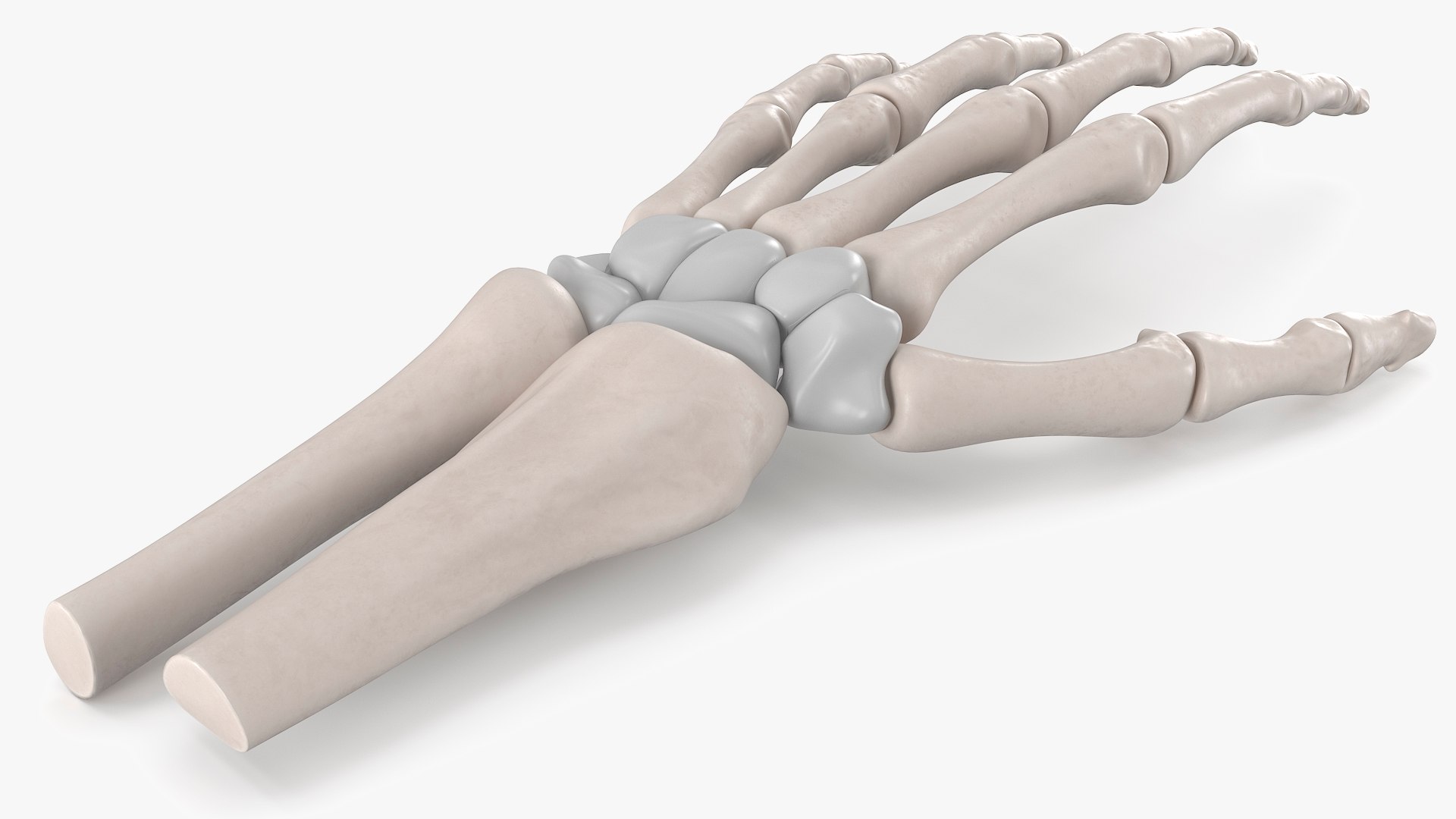 3D model Human Hand Skeleton https://p.turbosquid.com/ts-thumb/np/d0C34t/VB/human_hand_skeleton_004/jpg/1753643437/1920x1080/fit_q87/d8ba9cd074e13aa8f3ddaeb53dad6c41bdd03408/human_hand_skeleton_004.jpg