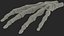 3D model Human Hand Skeleton