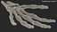 3D model Human Hand Skeleton