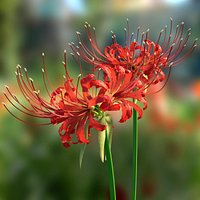 Red Spider Lily Set