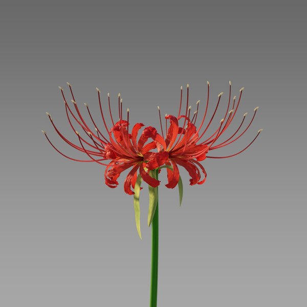 Red spider lily model - TurboSquid 1349721