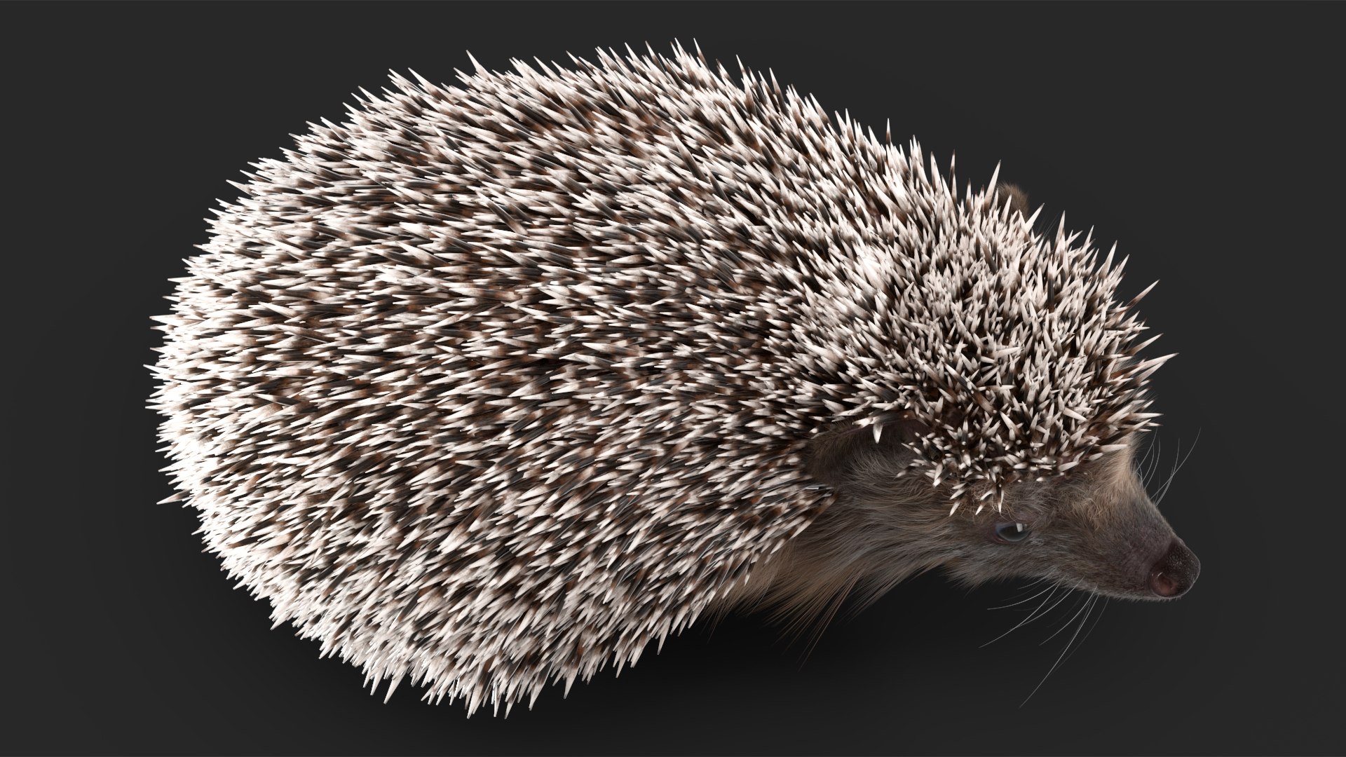 Hedgehogs Collection 3D Model - TurboSquid 2096326