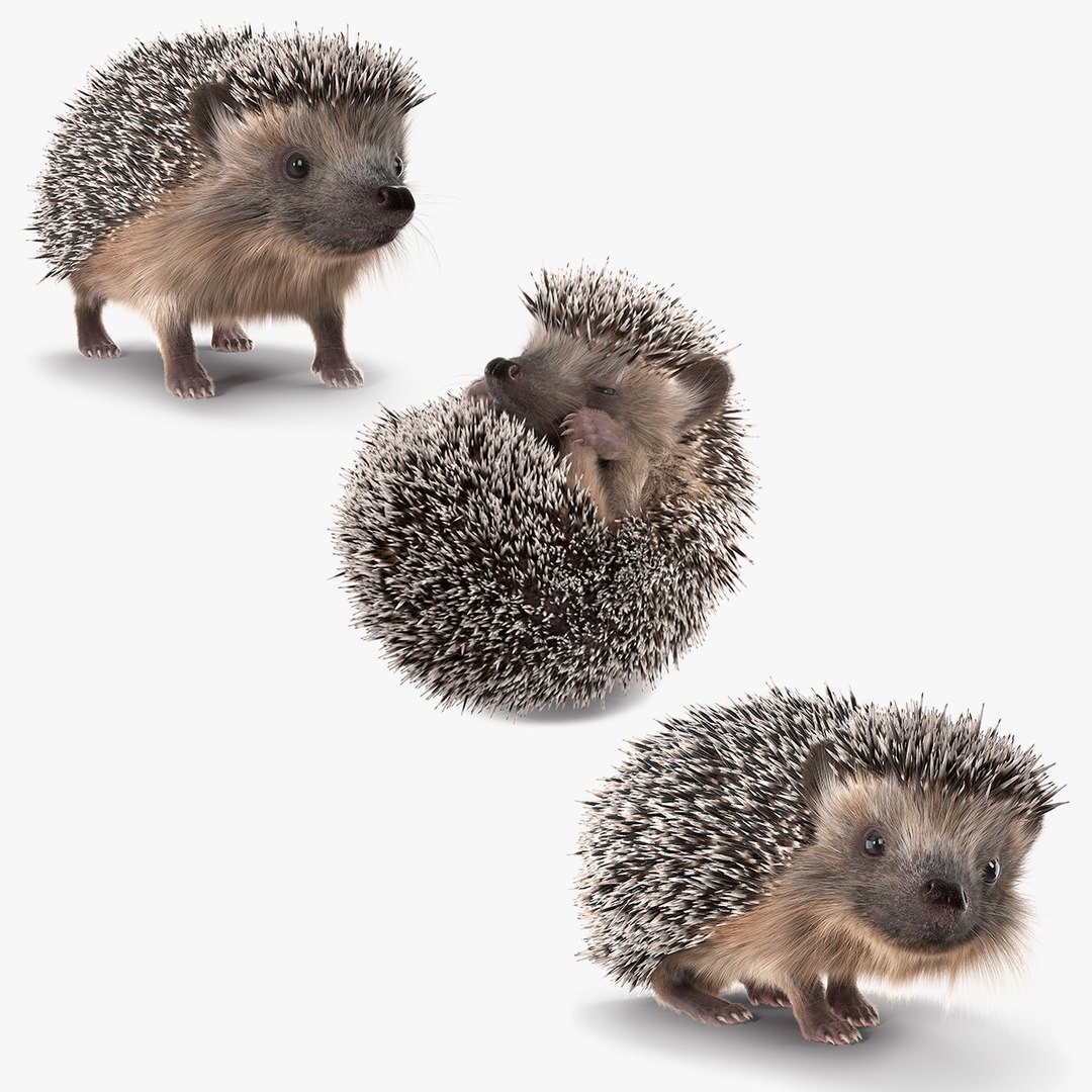 Hedgehogs Collection 3D model preview