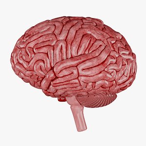 3D Human Brain 3D Model - Realistic Human Brain Anatomy model