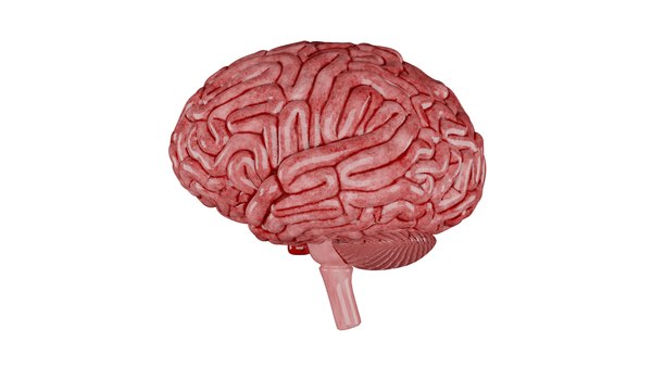 modelo 3d Modelo 3D del cerebro - TurboSquid 2207574