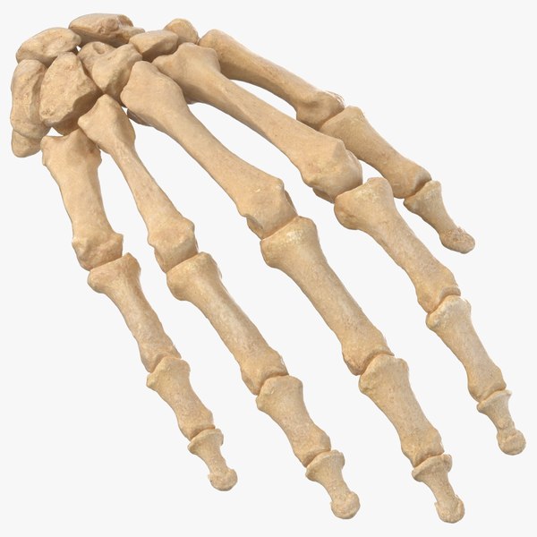 human_hand_bones_anatomy_01_square_0000.jpg