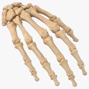 Real Human Hand Bones Anatomy 01