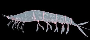 Krill