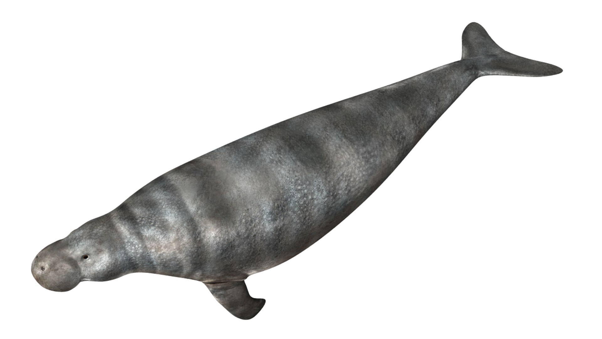 3d steller s cow model https://p.turbosquid.com/ts-thumb/nq/7lX3nb/QaLoQRLC/stellarscow_05/png/1431940139/1920x1080/fit_q87/2a2af6f72c1021b7ef06c27722af260da477ceff/stellarscow_05.jpg
