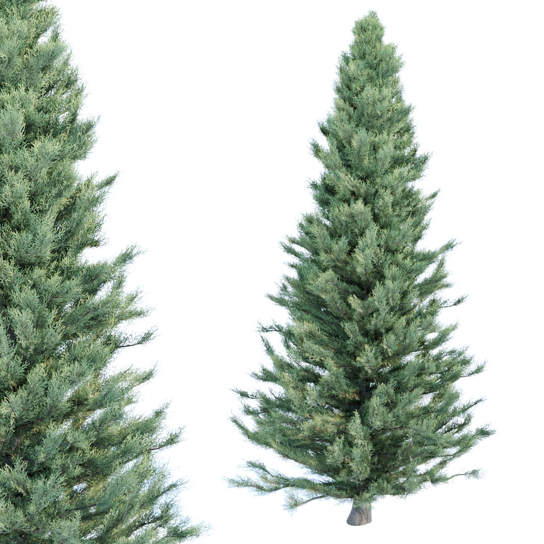 cypress trees collection 58 3D model https://p.turbosquid.com/ts-thumb/nq/9eAKfG/ha/2/jpg/1662975401/1920x1080/fit_q87/464fd262526766bd7f0e6c689109f170ce036c31/2.jpg