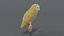 3D barn owl