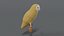3D barn owl