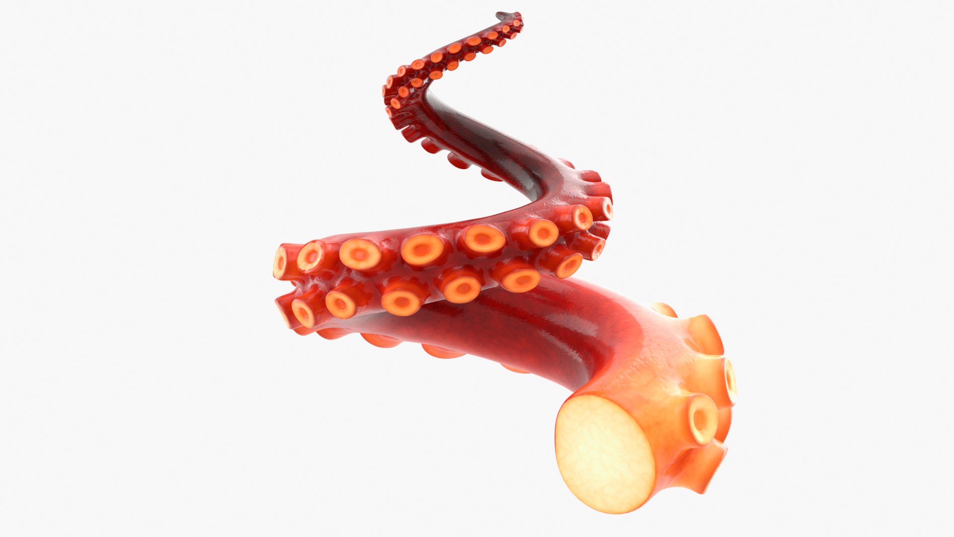 Octopus Tentacle 3D Model - TurboSquid 1583792