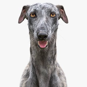 3D model realistic greyhound fur 2