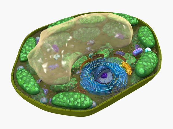 3D plant cell model - TurboSquid 1351581