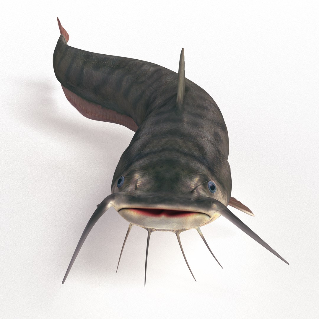 3d Catfish Fish Model