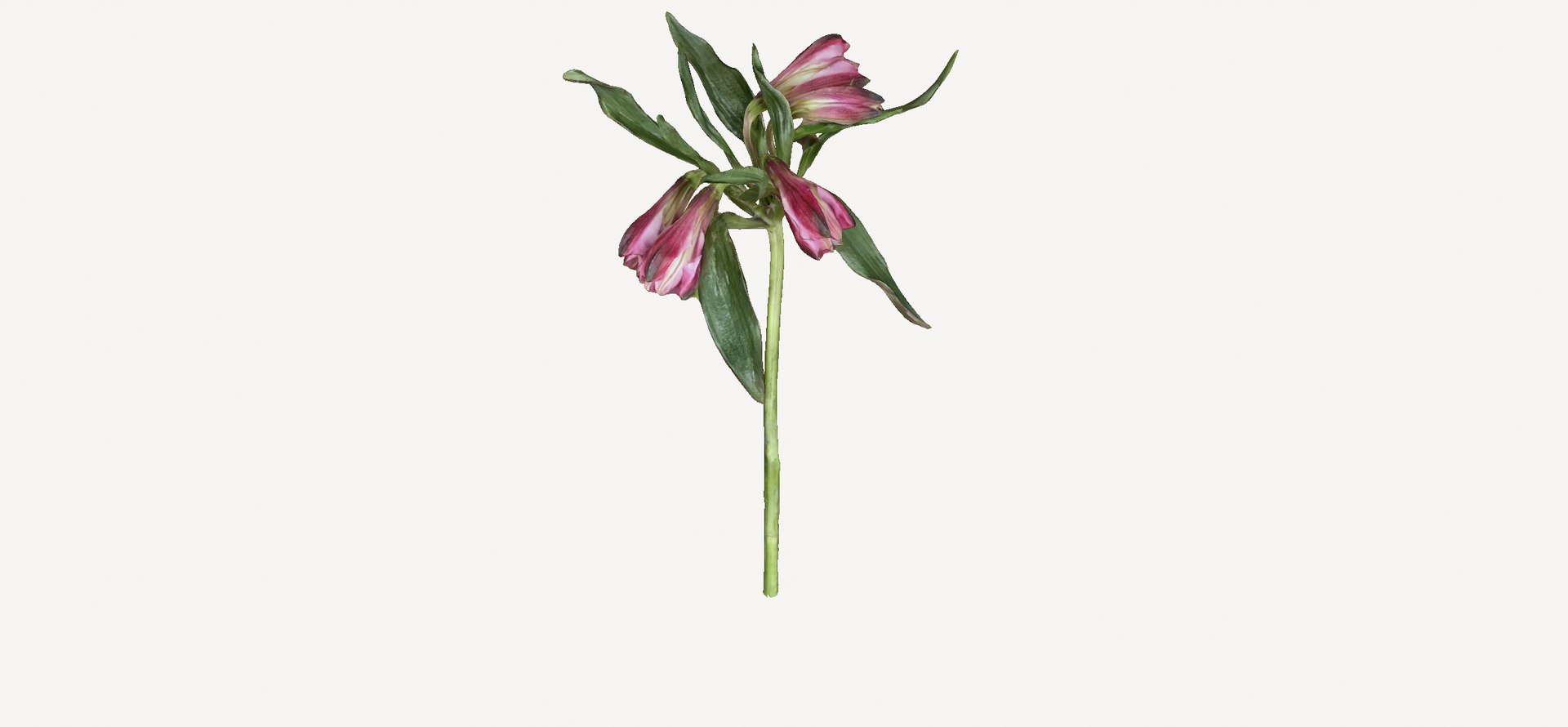 3D Alstromeria  Peruvian lily https://p.turbosquid.com/ts-thumb/nr/571T3G/Ga/screenshotfrom2023032612.53.16/png/1679828406/1920x1080/fit_q87/4d31818f88653dd77da654e8f78a3c0a68e8ebd9/screenshotfrom2023032612.53.16.jpg