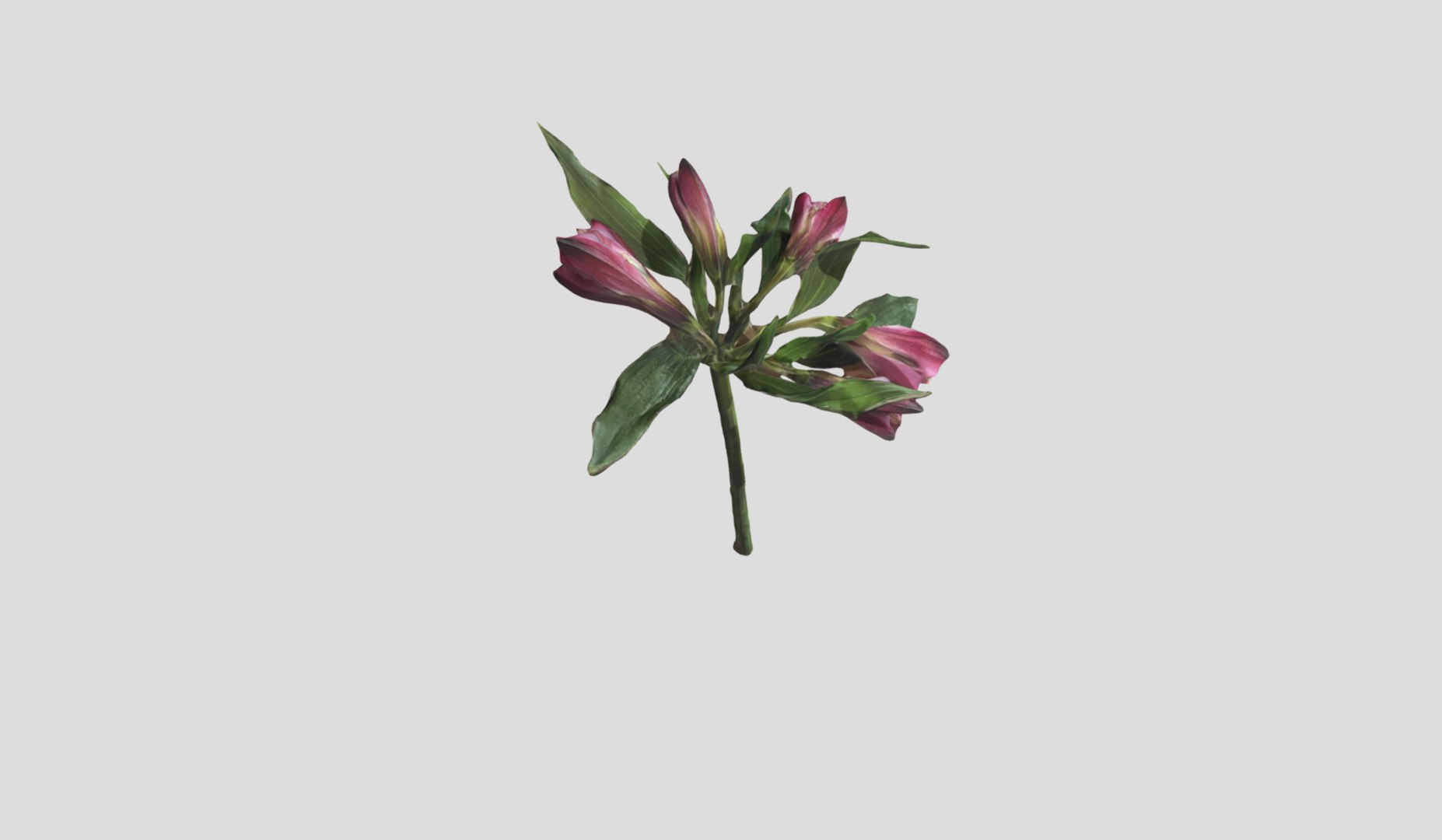 3D Alstromeria  Peruvian lily https://p.turbosquid.com/ts-thumb/nr/571T3G/Qg/screenshotfrom2023040515.08.33/png/1680700245/1920x1080/fit_q87/5fea290cec52b6f360469b3d60396cae13e5cea1/screenshotfrom2023040515.08.33.jpg