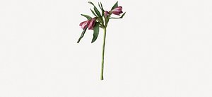 3D Alstromeria  Peruvian lily