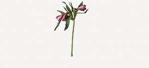 Alstromeria Peruvian lily