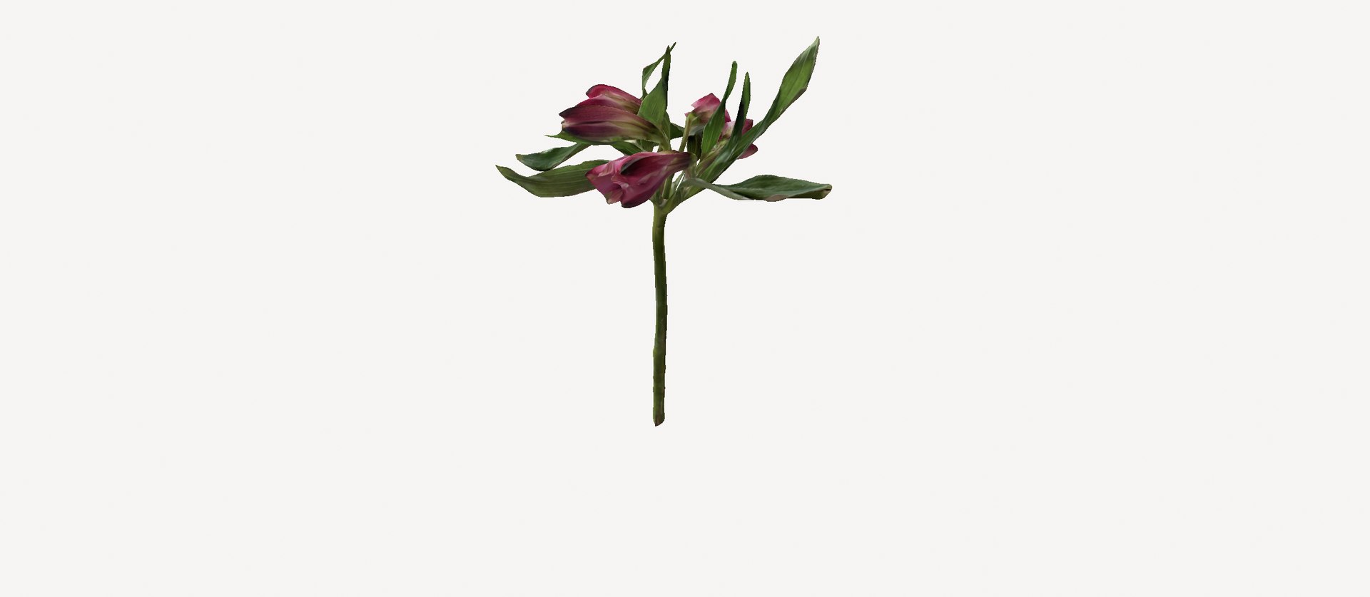 3D Alstromeria  Peruvian lily https://p.turbosquid.com/ts-thumb/nr/571T3G/Yo/screenshotfrom2023032612.56.31/png/1679828407/1920x1080/fit_q87/3fca6a47a34c721a77c0a07da672efb254e3f15e/screenshotfrom2023032612.56.31.jpg