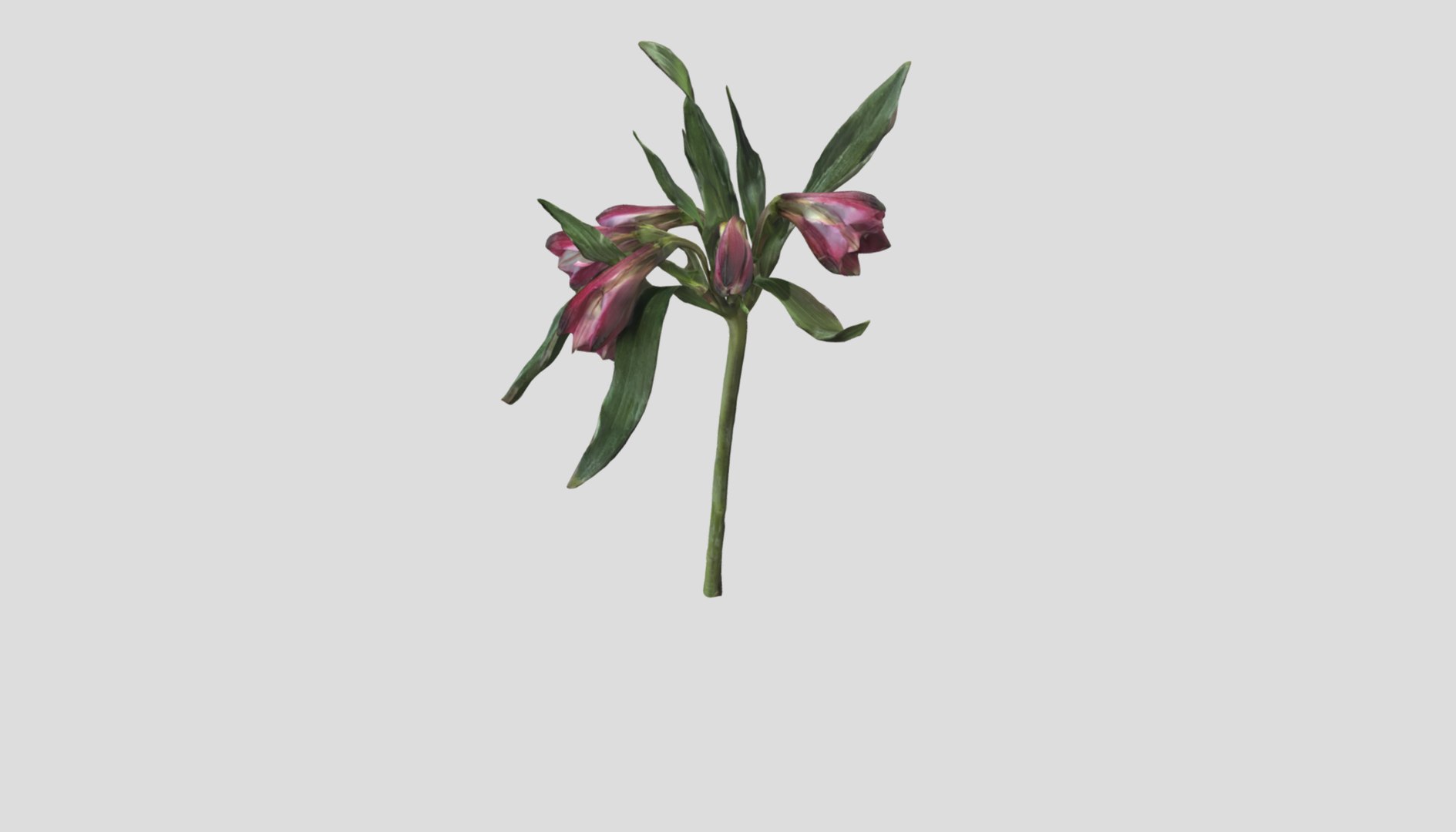 3D Alstromeria  Peruvian lily https://p.turbosquid.com/ts-thumb/nr/571T3G/Zf/screenshotfrom2023040515.08.26/png/1680700244/1920x1080/fit_q87/c5d256f4fefc764abe85cb0a41ea6e36f4507aa4/screenshotfrom2023040515.08.26.jpg