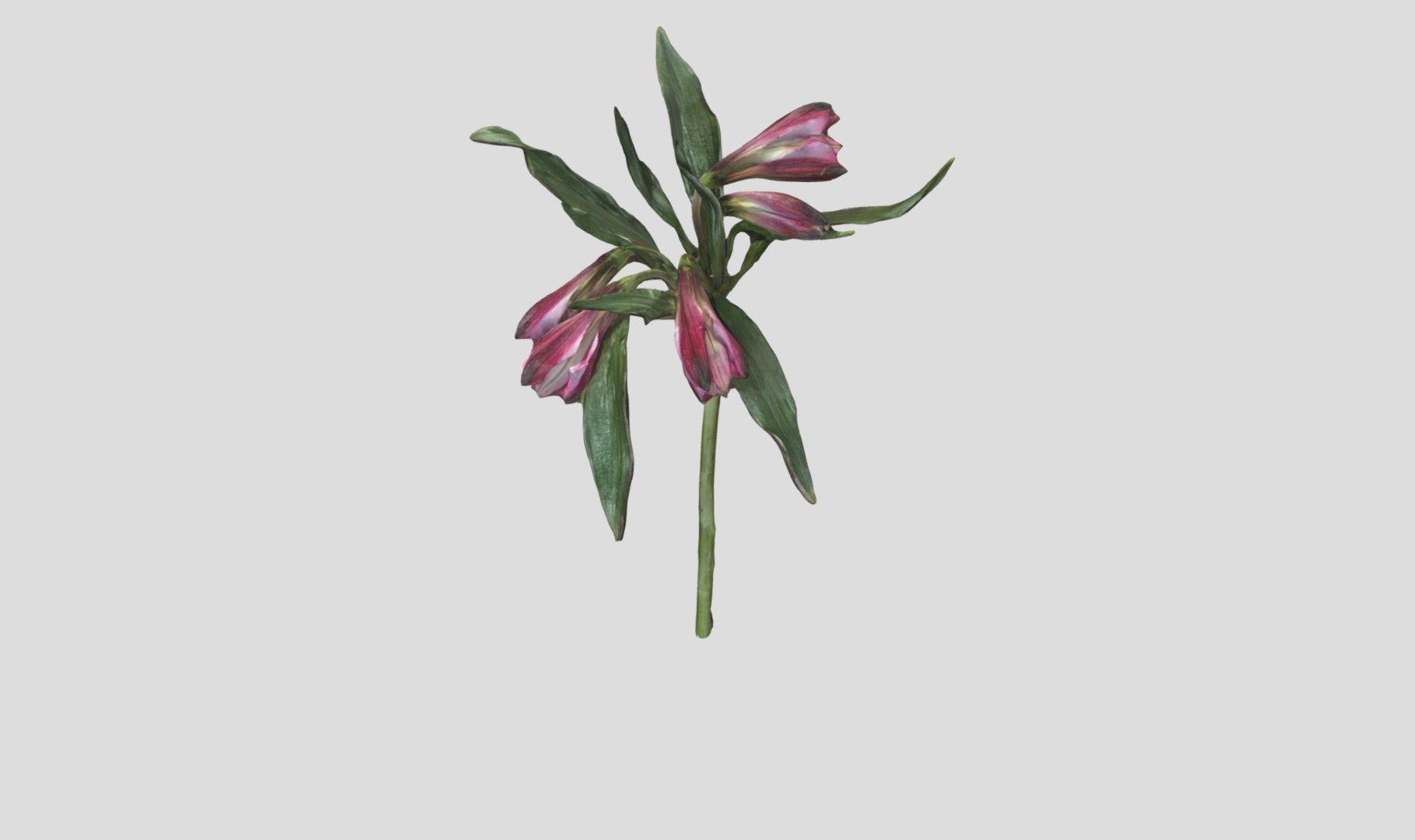 3D Alstromeria  Peruvian lily https://p.turbosquid.com/ts-thumb/nr/571T3G/gq/screenshotfrom2023040515.08.07/png/1680700244/1920x1080/fit_q87/e0d3f8046b197c789ef281726804da0a7eaad140/screenshotfrom2023040515.08.07.jpg