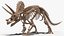 triceratops skeleton fossil rigged 3D