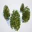 Formed Hedge Collection