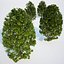 Formed Hedge Collection